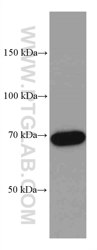 Western Blot (WB) analysis of NIH/3T3 cells using TAK1 Monoclonal antibody (67707-1-Ig)