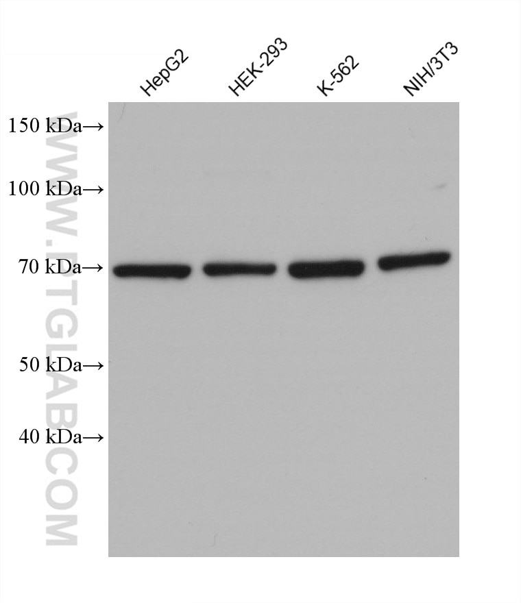 Western Blot (WB) analysis of various lysates using TAK1 Monoclonal antibody (67707-1-Ig)