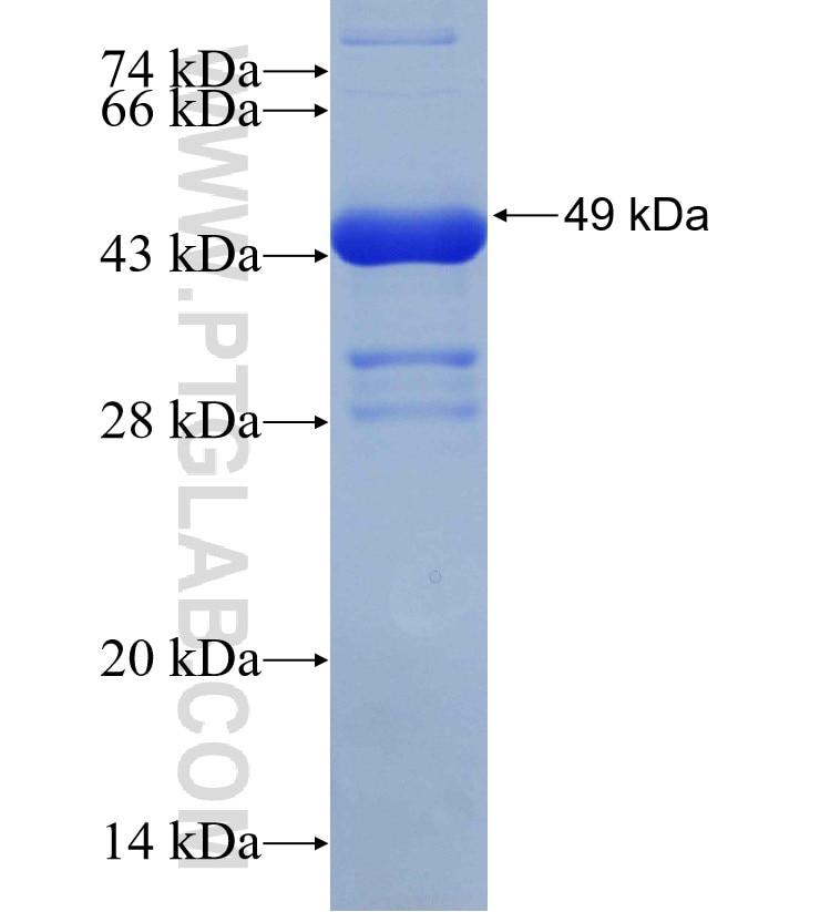 MAP3K7 fusion protein Ag30725 SDS-PAGE