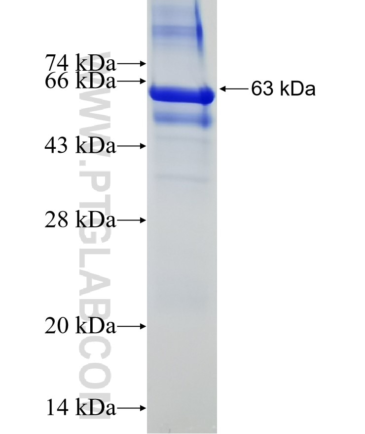 MAP3K7 fusion protein Ag3041 SDS-PAGE