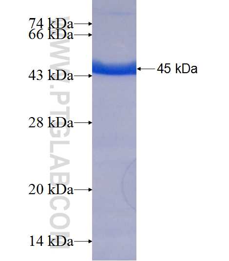 MAP3K7IP1 fusion protein Ag6590 SDS-PAGE