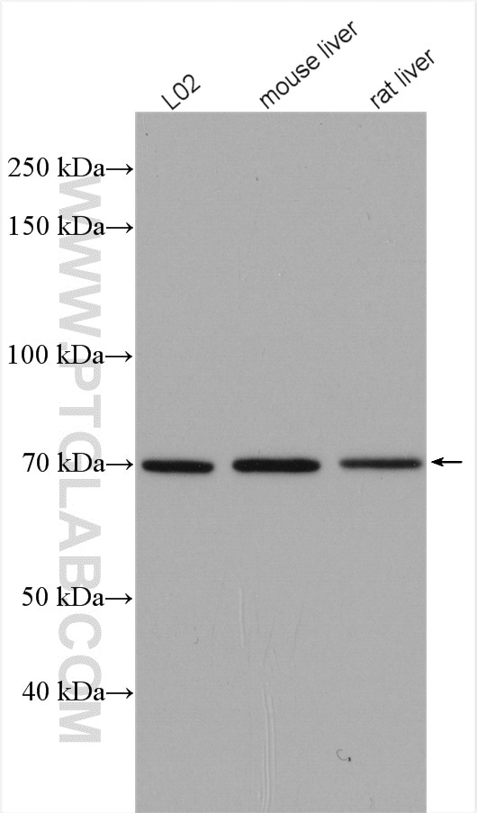 Western Blot (WB) analysis of various lysates using TAB2 Polyclonal antibody (14410-1-AP)