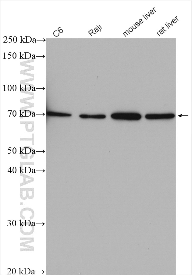 Western Blot (WB) analysis of various lysates using TAB2 Polyclonal antibody (14410-1-AP)