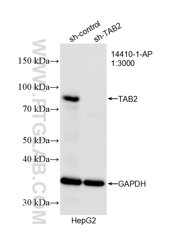Western Blot (WB) analysis of HepG2 cells using TAB2 Polyclonal antibody (14410-1-AP)