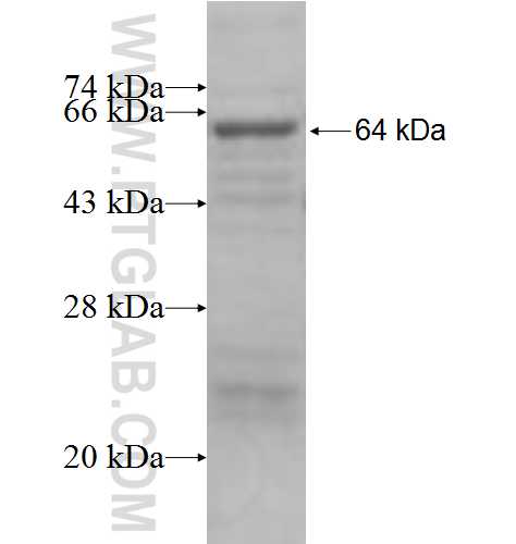 MAP3K7IP2 fusion protein Ag5742 SDS-PAGE