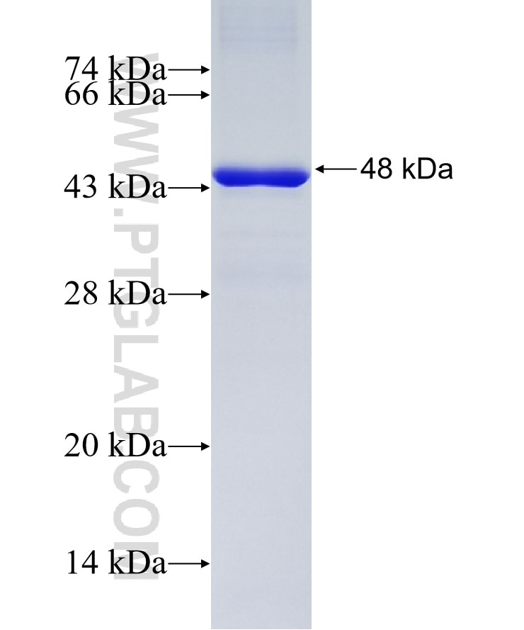 MAP3K7IP3 fusion protein Ag4699 SDS-PAGE