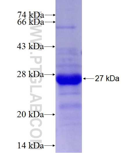 MAP3K8 fusion protein Ag27092 SDS-PAGE