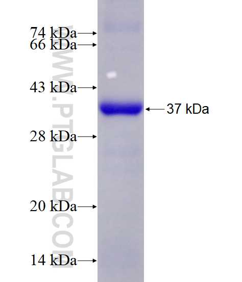 MAP3K9 fusion protein Ag28275 SDS-PAGE