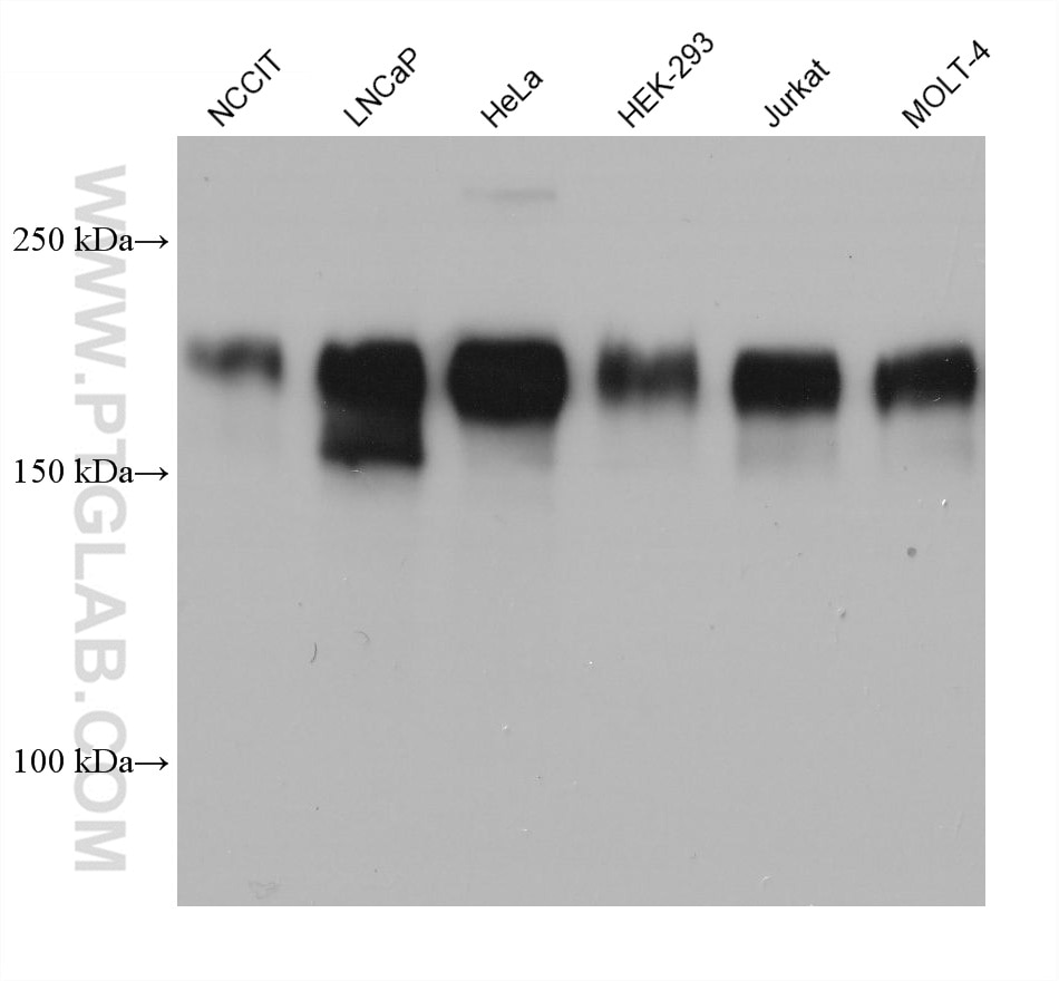 Western Blot (WB) analysis of various lysates using MAP4 Monoclonal antibody (68271-1-Ig)