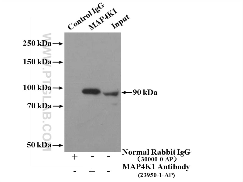 Immunoprecipitation (IP) experiment of Jurkat cells using MAP4K1 Polyclonal antibody (23950-1-AP)