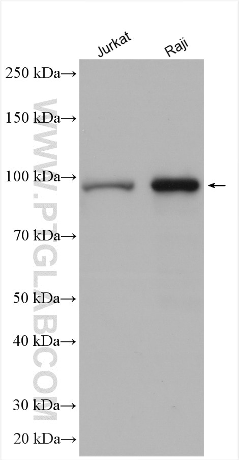 Western Blot (WB) analysis of various lysates using MAP4K1 Polyclonal antibody (23950-1-AP)