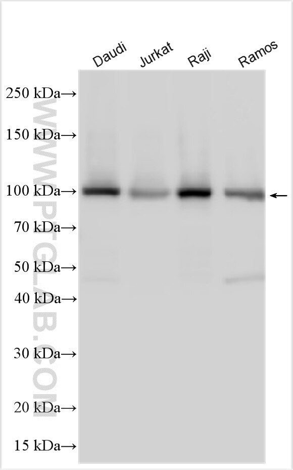 Western Blot (WB) analysis of various lysates using MAP4K1 Polyclonal antibody (23950-1-AP)