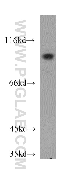 Western Blot (WB) analysis of Raji cells using MAP4K2 Polyclonal antibody (55244-1-AP)