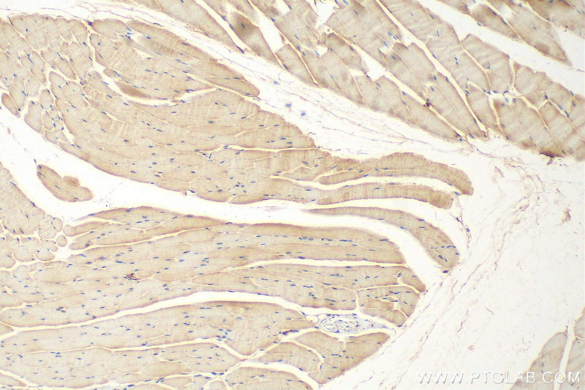 Immunohistochemistry (IHC) staining of mouse skeletal muscle tissue using MAP4K3 Polyclonal antibody (30716-1-AP)