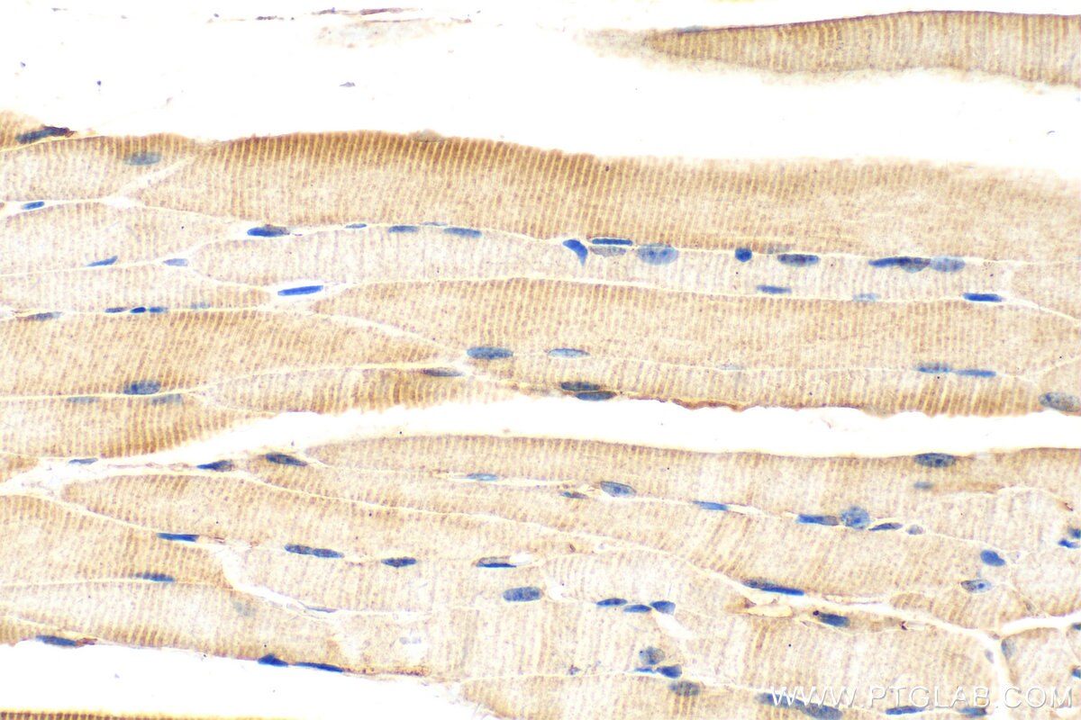 Immunohistochemistry (IHC) staining of mouse skeletal muscle tissue using MAP4K3 Polyclonal antibody (30716-1-AP)
