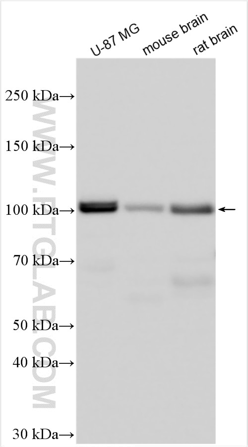 Western Blot (WB) analysis of various lysates using MAP4K3 Polyclonal antibody (30716-1-AP)
