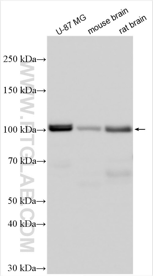 Western Blot (WB) analysis of various lysates using MAP4K3 Polyclonal antibody (30716-1-AP)