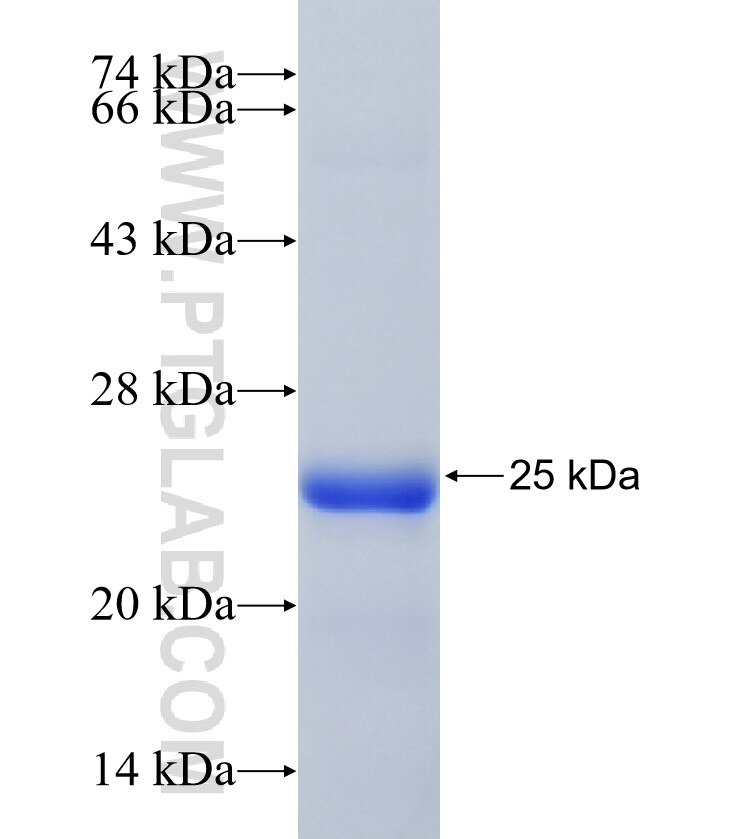 MAP4K3 fusion protein Ag33493 SDS-PAGE