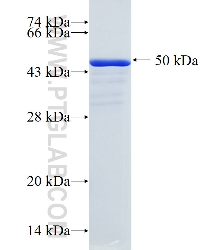 MAP4K3 fusion protein Ag33512 SDS-PAGE