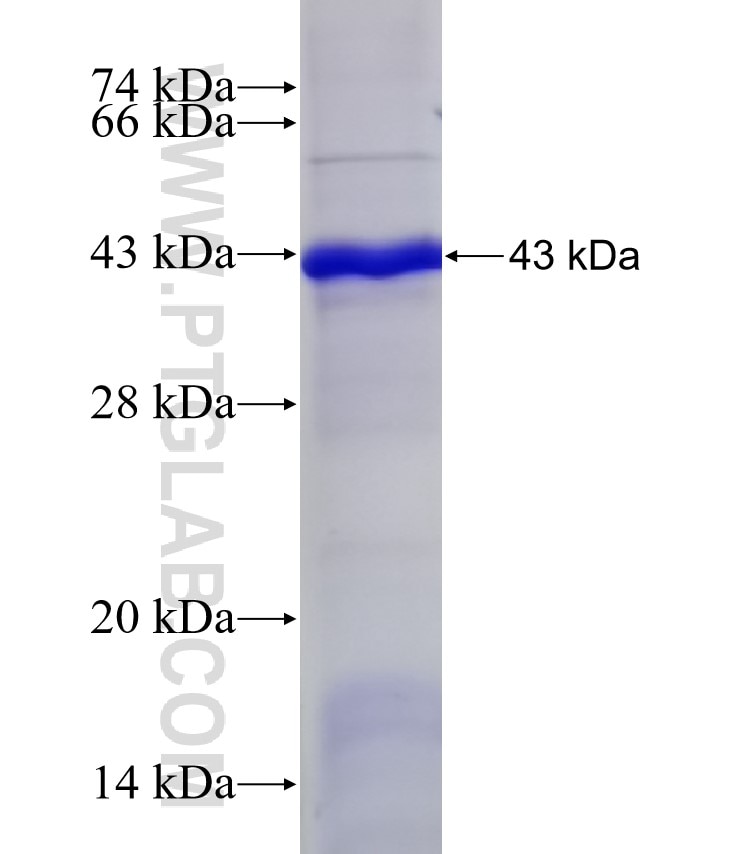 MAP4K3 fusion protein Ag6372 SDS-PAGE