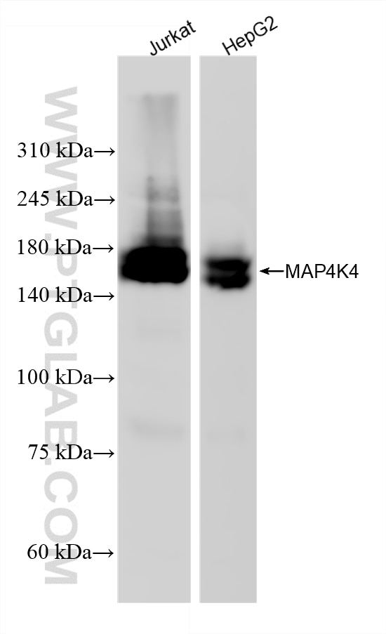 Western Blot (WB) analysis of various lysates using MAP4K4 Recombinant monoclonal antibody (85387-2-RR)