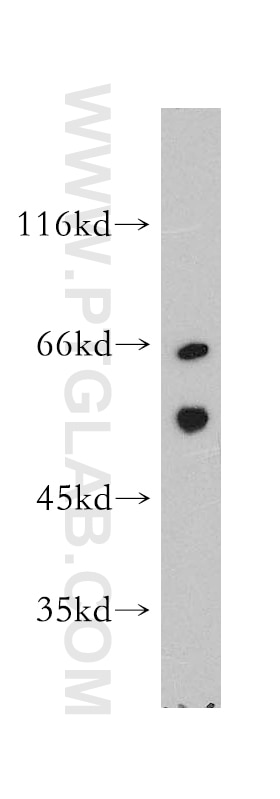 WB analysis of RAW264.7 using 12827-1-AP