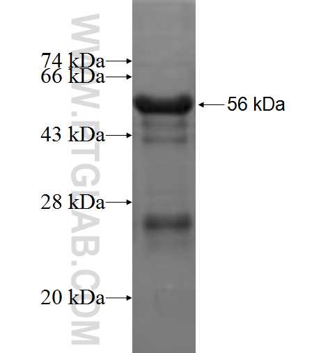 MAP4K5 fusion protein Ag3547 SDS-PAGE