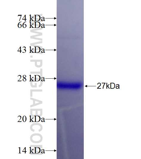 MAP6 fusion protein Ag26417 SDS-PAGE