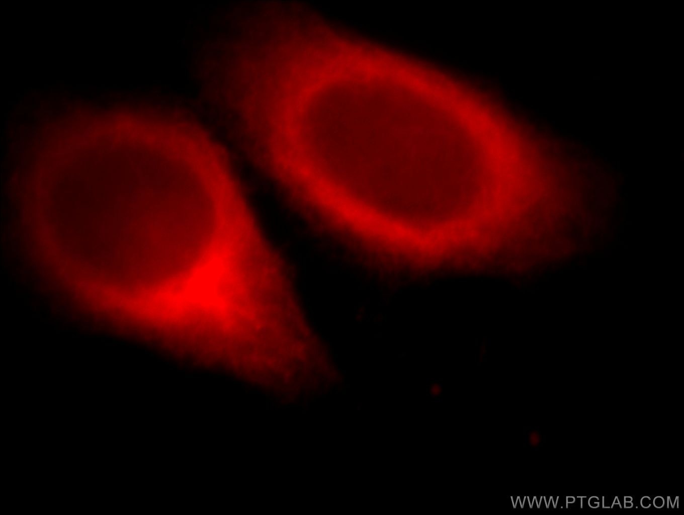 Immunofluorescence (IF) / fluorescent staining of HepG2 cells using MAP7 Polyclonal antibody (13446-1-AP)