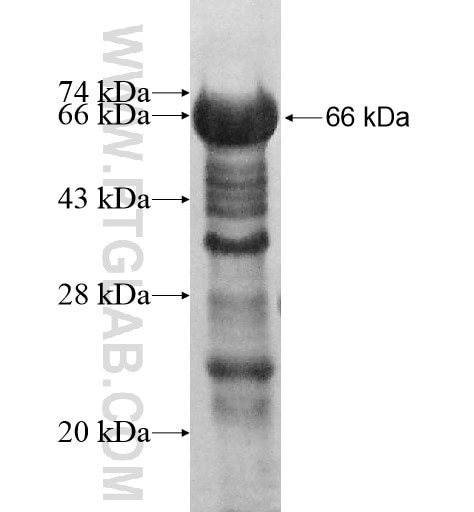 MAP7 fusion protein Ag14481 SDS-PAGE