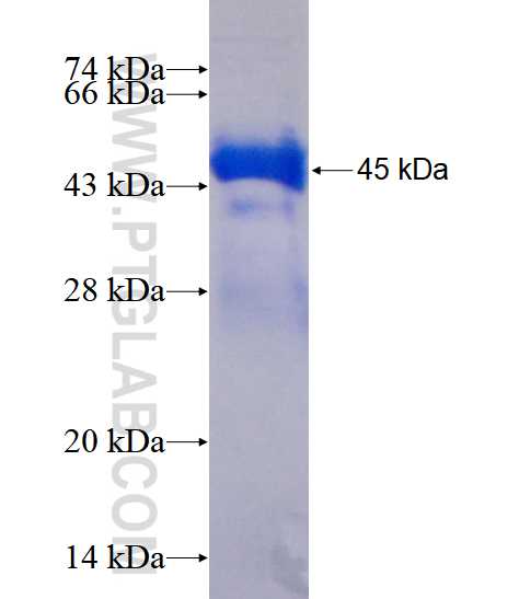 MAP7 fusion protein Ag4276 SDS-PAGE