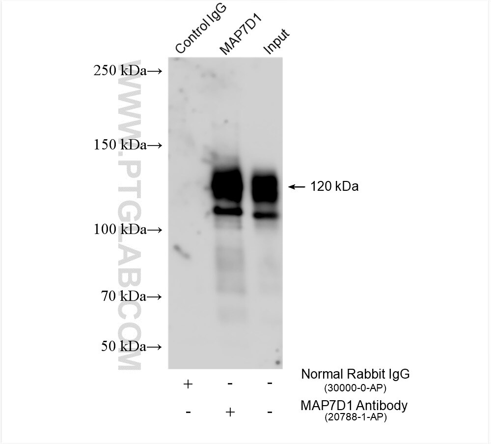 Immunoprecipitation (IP) experiment of HEK-293 cells using MAP7D1 Polyclonal antibody (20788-1-AP)
