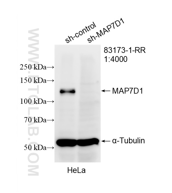 Western Blot (WB) analysis of HeLa cells using MAP7D1 Recombinant monoclonal antibody (83173-1-RR)