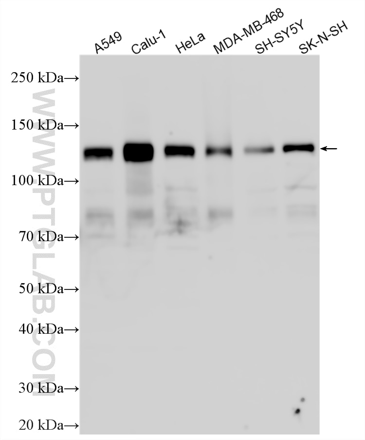 Western Blot (WB) analysis of various lysates using MAP7D3 Polyclonal antibody (27573-1-AP)