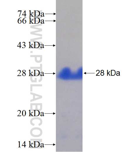 MAP7D3 fusion protein Ag26082 SDS-PAGE