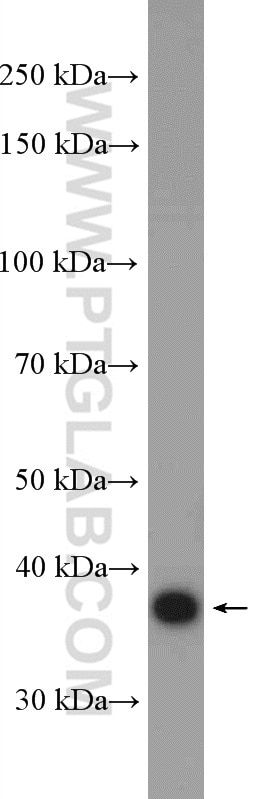 Western Blot (WB) analysis of HeLa cells using MAP9 Polyclonal antibody (26078-1-AP)