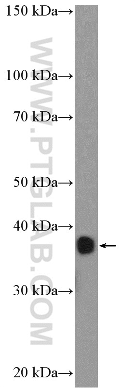 Western Blot (WB) analysis of K-562 cells using MAP9 Polyclonal antibody (26078-1-AP)