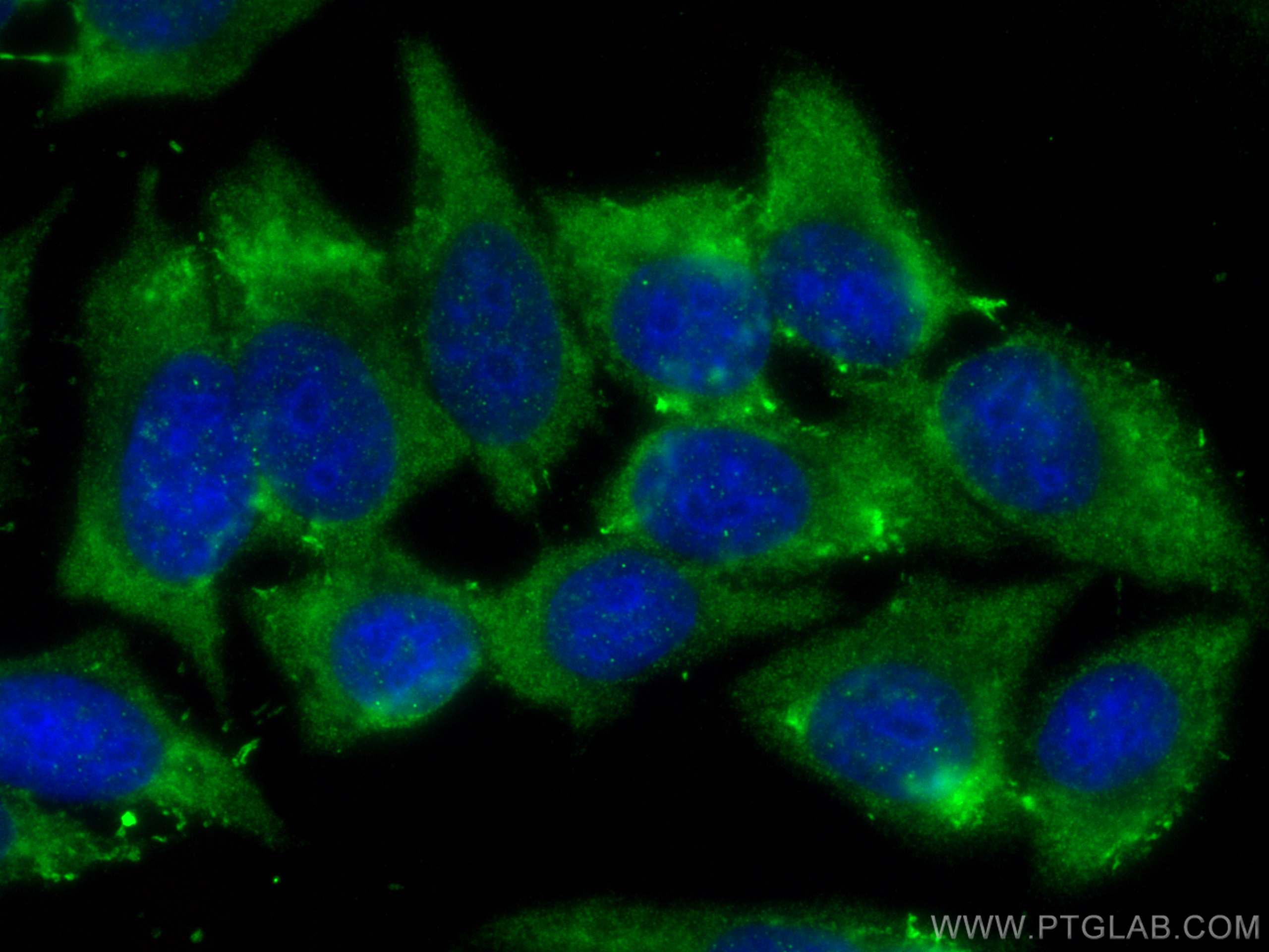 Immunofluorescence (IF) / fluorescent staining of HepG2 cells using JNK Polyclonal antibody (17572-1-AP)