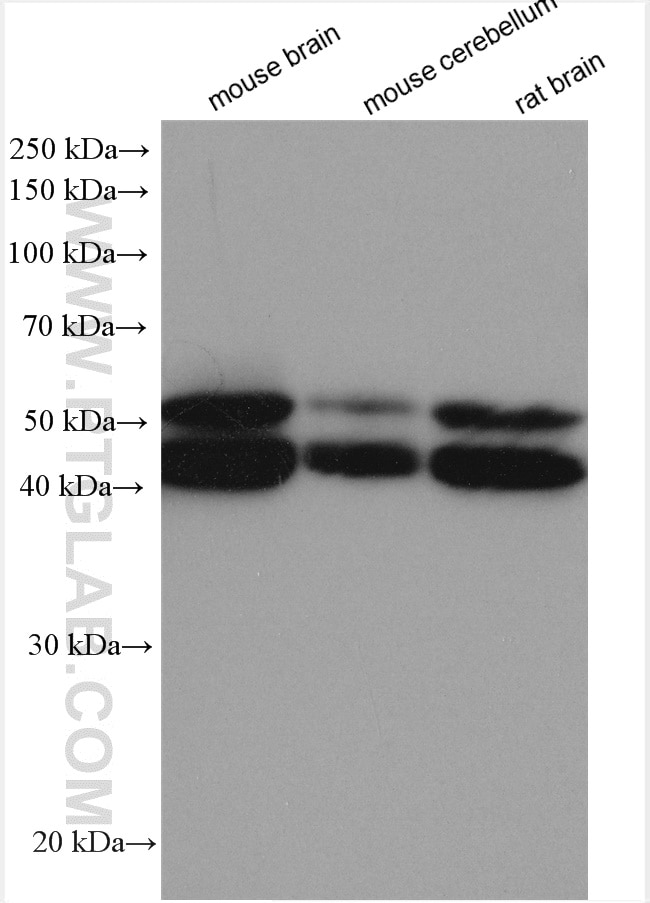 Western Blot (WB) analysis of various lysates using JNK Polyclonal antibody (17572-1-AP)