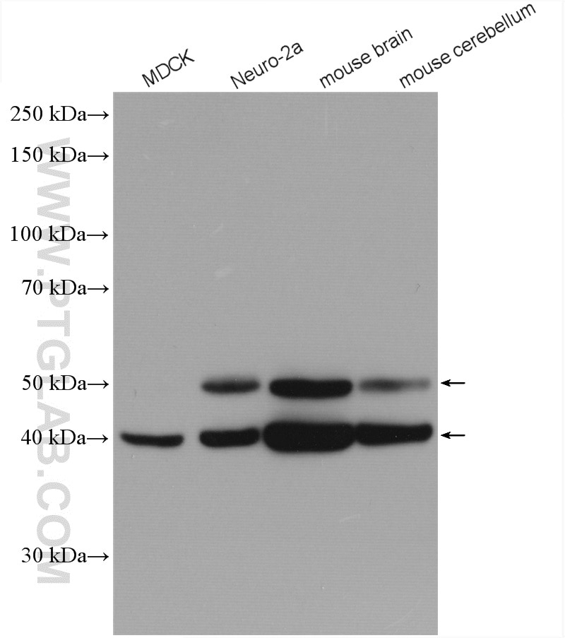 Western Blot (WB) analysis of various lysates using JNK1/2/3 Polyclonal antibody (28007-1-AP)