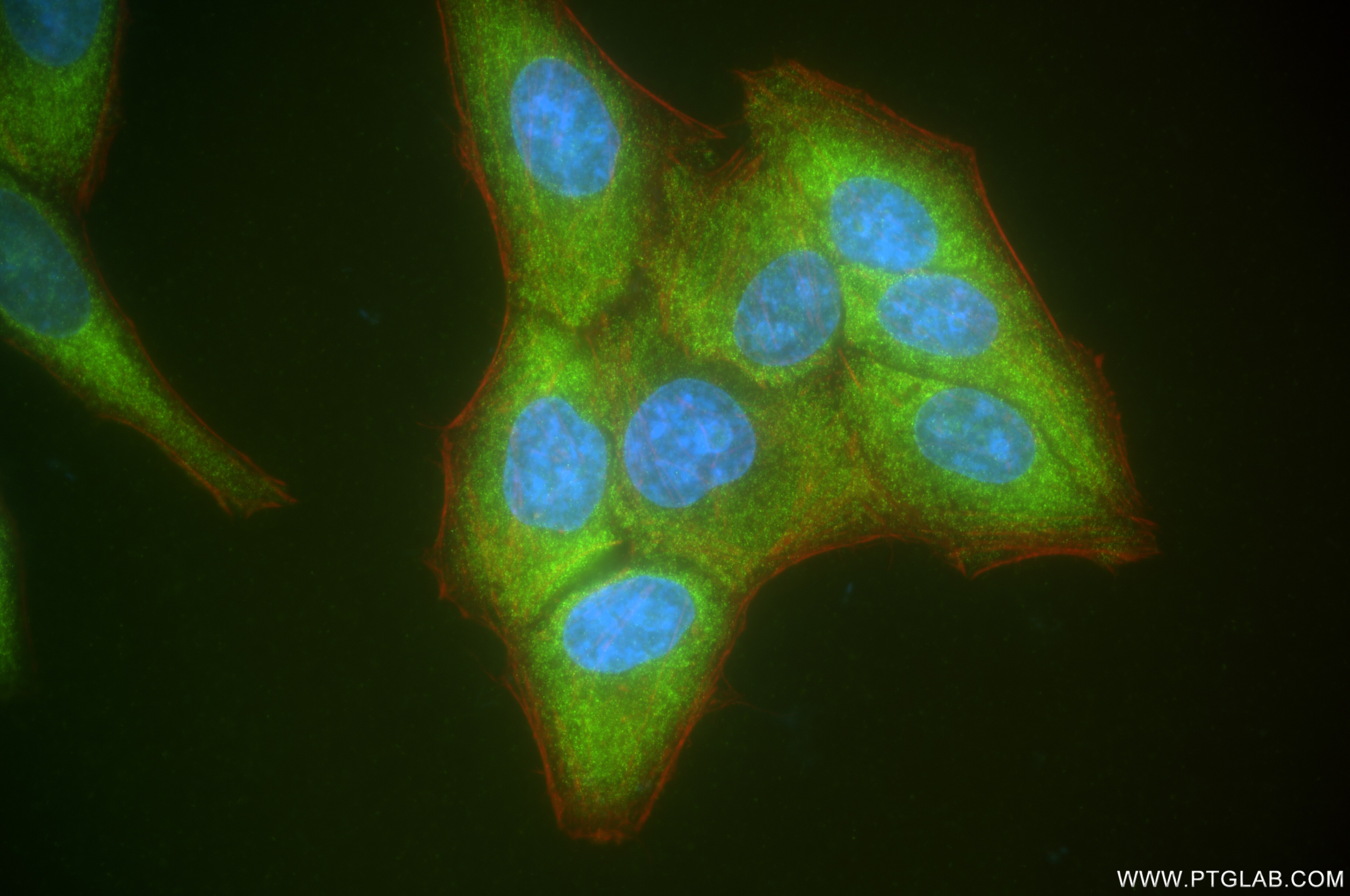 Immunofluorescence (IF) / fluorescent staining of HepG2 cells using MAPK10 Recombinant antibody (84875-5-RR)