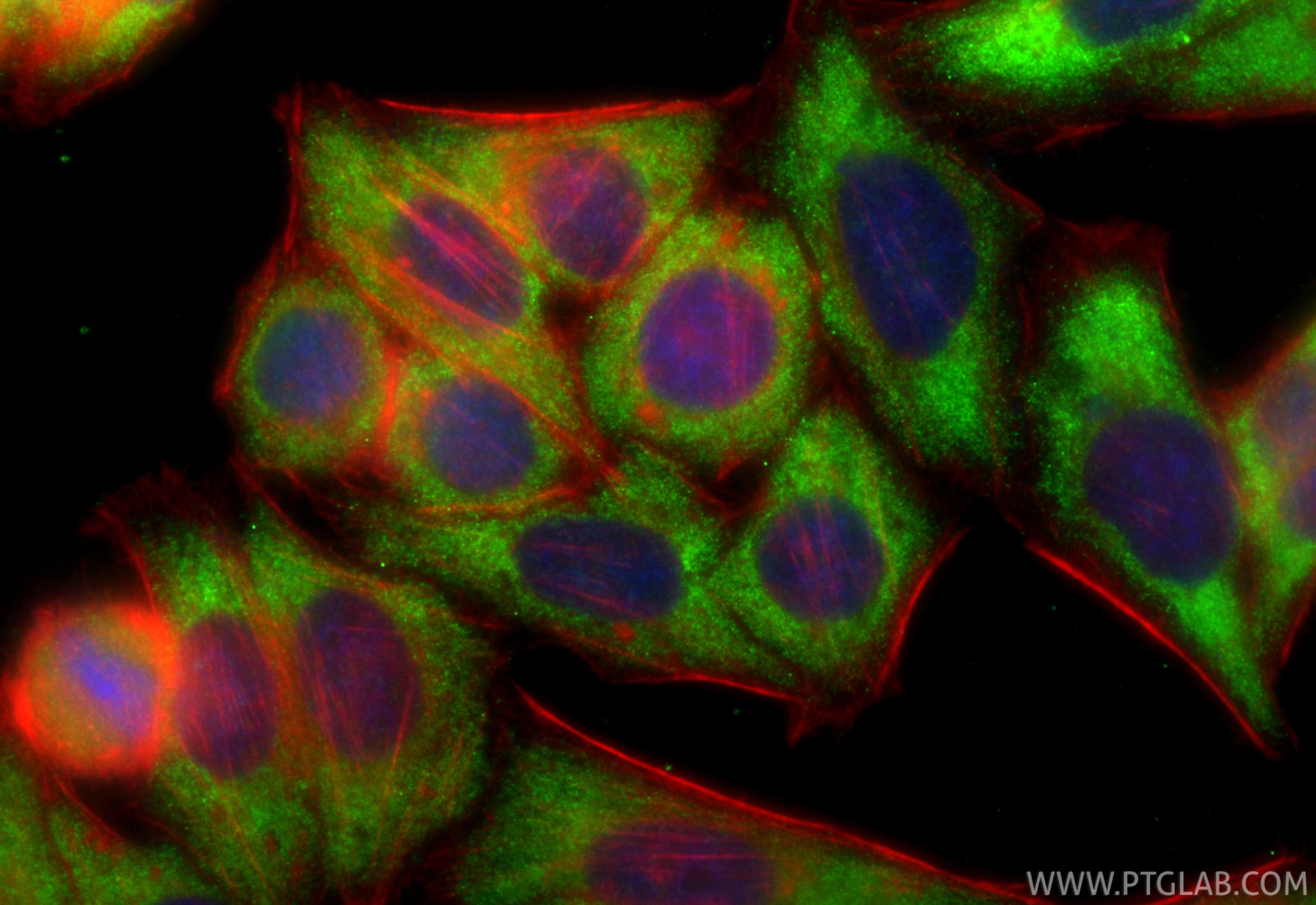 Immunofluorescence (IF) / fluorescent staining of HepG2 cells using CoraLite® Plus 488-conjugated MAPK10 Recombinant a (CL488-84875-5)