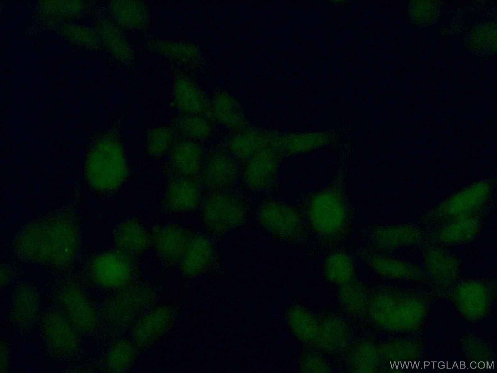 IF Staining of HEK-293 using 17376-1-AP