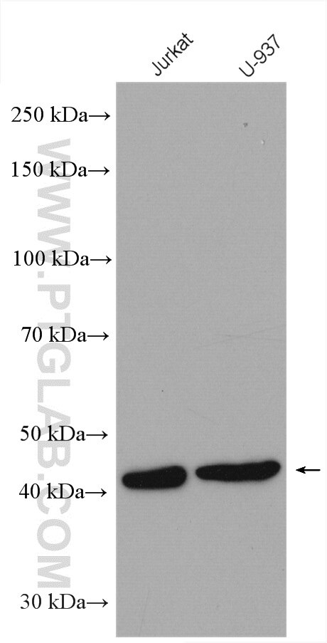 Western Blot (WB) analysis of various lysates using MAPK11 Polyclonal antibody (17376-1-AP)