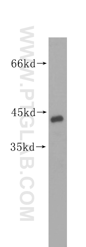 Western Blot (WB) analysis of human heart tissue using MAPK11 Polyclonal antibody (17376-1-AP)