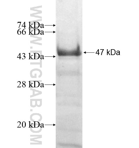 MAPK11 fusion protein Ag11986 SDS-PAGE