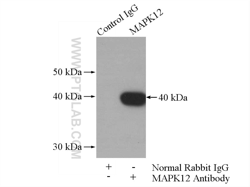 Immunoprecipitation (IP) experiment of mouse skeletal muscle tissue using MAPK12 Polyclonal antibody (20184-1-AP)