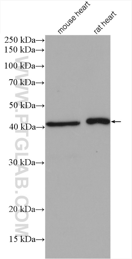 Western Blot (WB) analysis of various lysates using MAPK12 Polyclonal antibody (20184-1-AP)