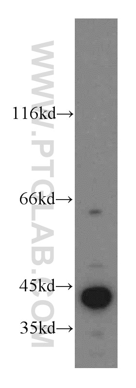 Western Blot (WB) analysis of human heart tissue using MAPK12 Polyclonal antibody (20184-1-AP)