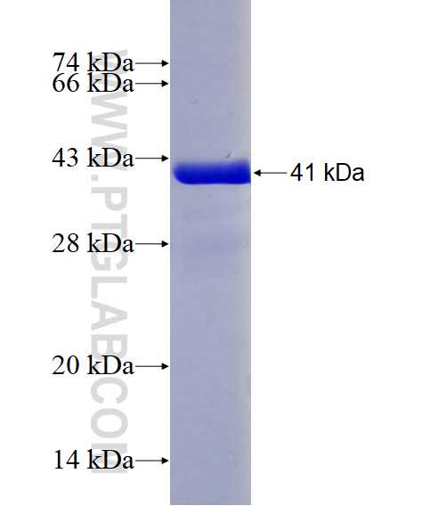 MAPK12 fusion protein Ag14073 SDS-PAGE